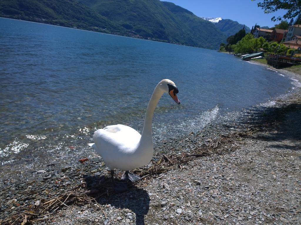 Apartamento Venanzio! Pianello Del Lario Exterior foto